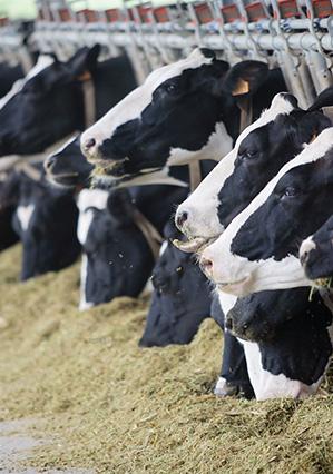 Kurban satışları başladı.